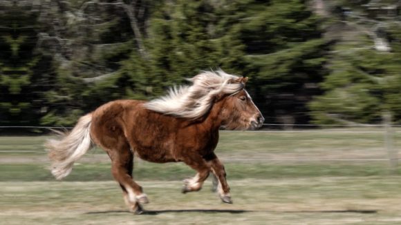 Hästen Snuffy på High Chaparral