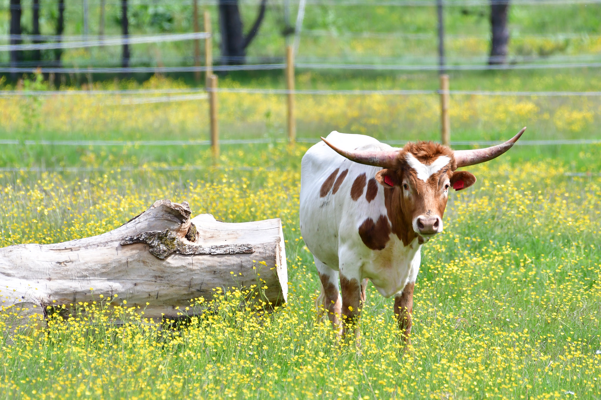 high-chaparral-texas-longhorn