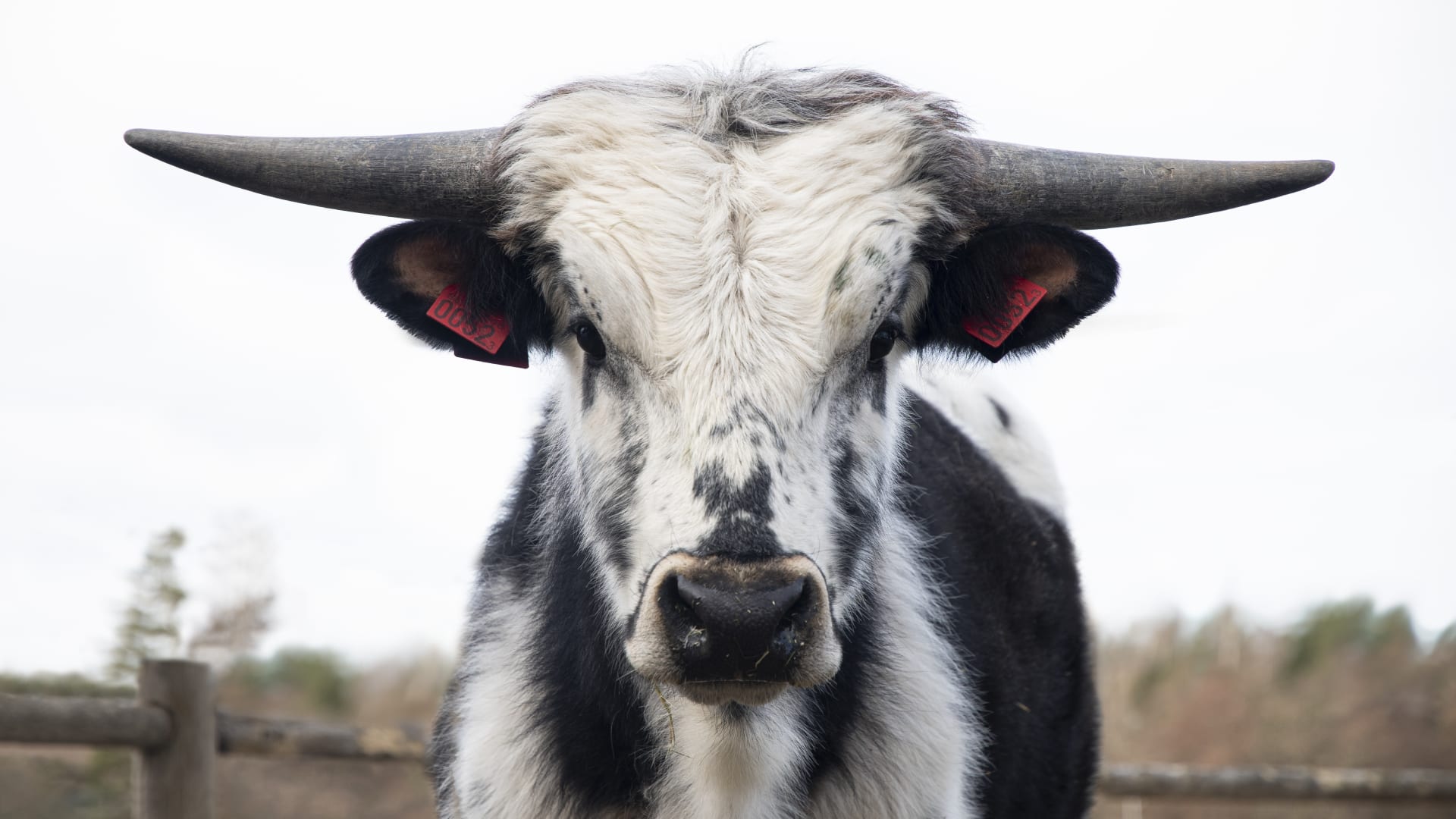 texas-longhorn-high-chaparral